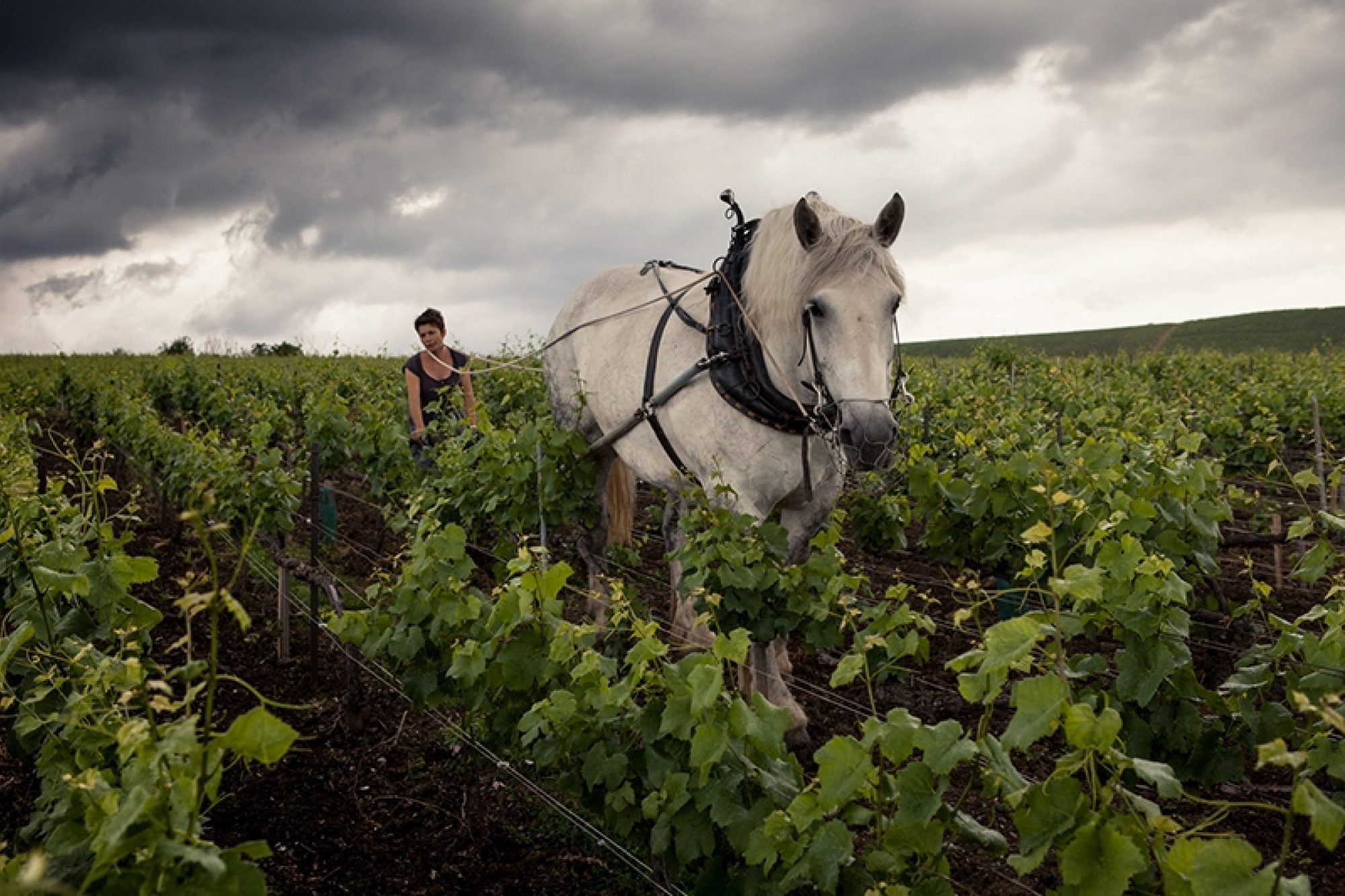 Investera i champagne